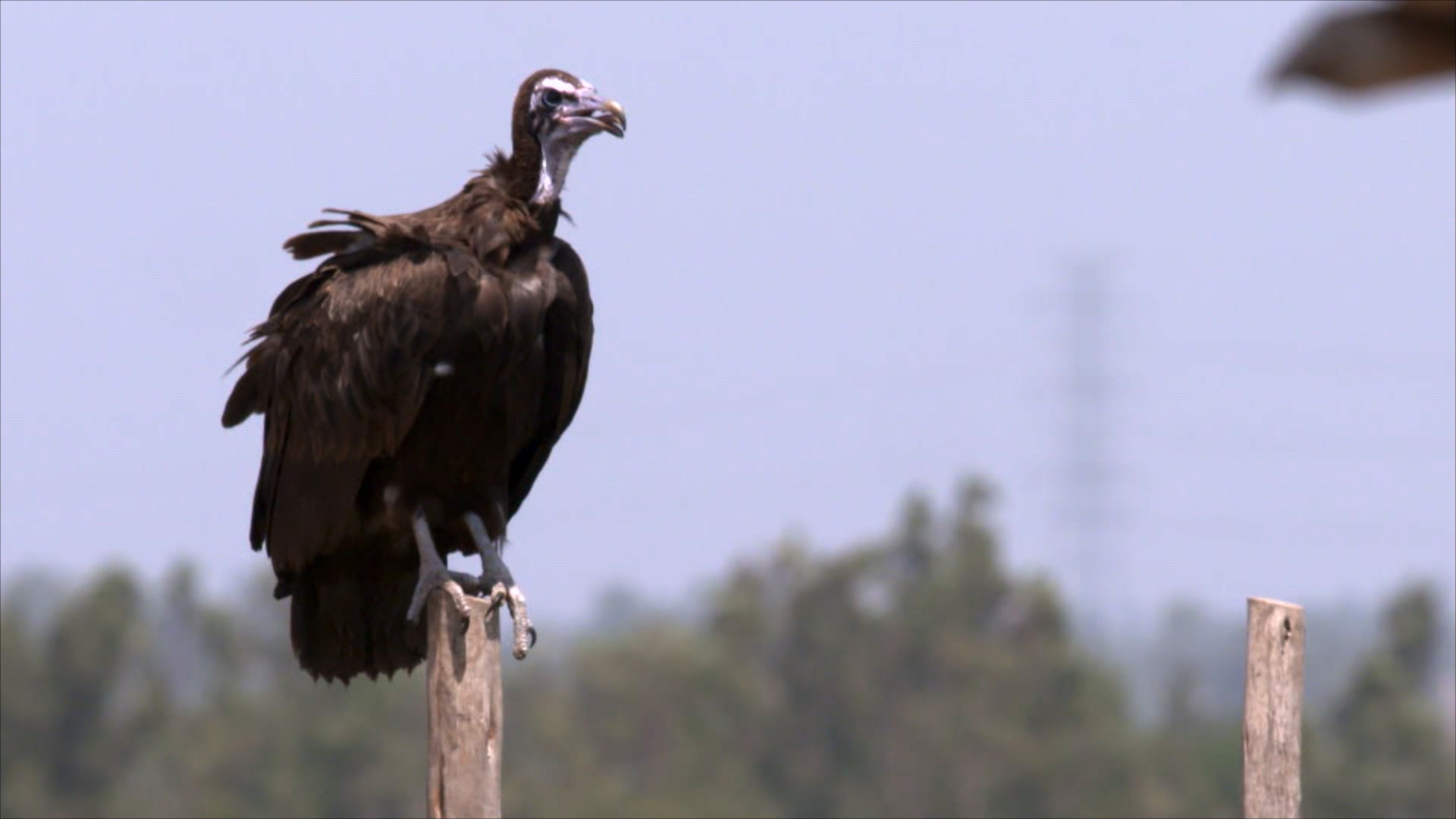 NATURE'S CLEANUP CREW - To us, it’s garbage. To them, it’s dinner. Watch the promo here.